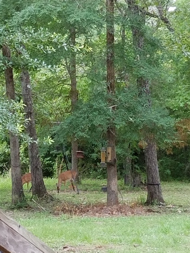 Hemphill Deer